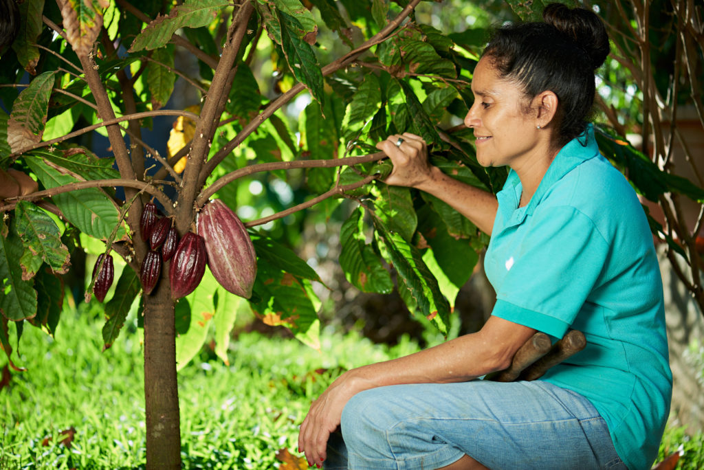plantation de cacao équitable